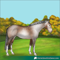 Horse Color:Gray White Spotted Sable Champagne 