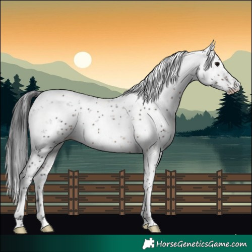 Horse Color:Brown Sabino Rabicano 