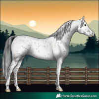 Horse Color:Brown Sabino Rabicano