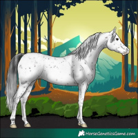 Horse Color:Brown Sabino Rabicano 