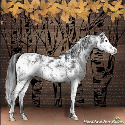 Horse Color:Black Sabino Appaloosa