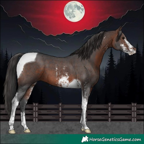 Horse Color:Brown Sabino Tobiano