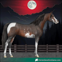 Horse Color:Brown Sabino Tobiano 