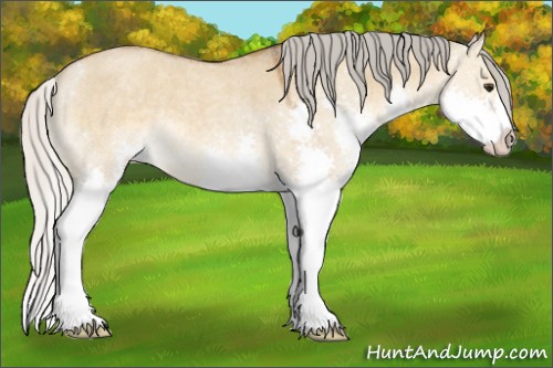 Horse Color:Silver Buckskin Roan Dun Splash 