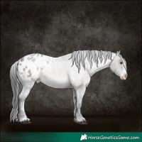 Horse Color:Platinum Brown Roan Sabino Appaloosa 