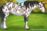 Horse Color:Platinum Brown Sabino Splash Near Leopard Rabicano 
