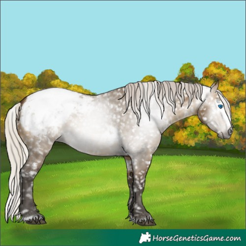 Horse Color:Gray White Spotted Silver Buckskin Dun Splash Snowcap 