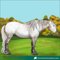 Horse Color:Gray White Spotted Silver Buckskin Dun Splash Snowcap 
