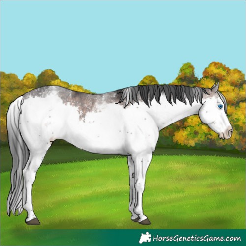 Horse Color:Platinum White Spotted Brown Splash Rabicano 