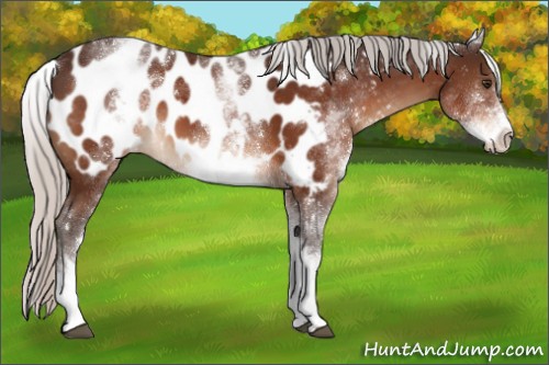 Horse Color:White Spotted Silver Brown Blanket 