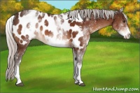 Horse Color:White Spotted Silver Brown Appaloosa 