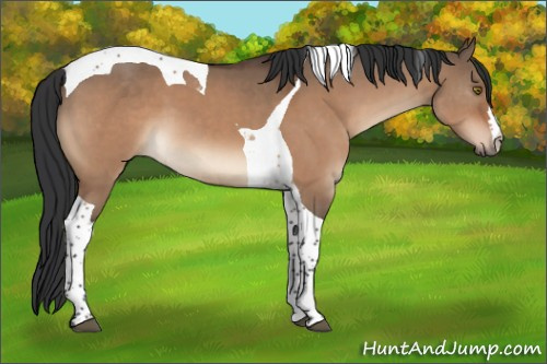 Horse Color:Brown Dun Tobiano