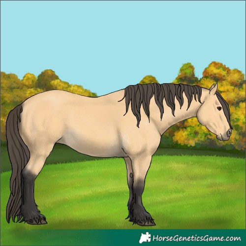 Horse Color:Buckskin 