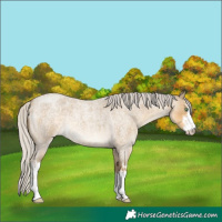 Horse Color:White Spotted Silver Classic Cream Champagne Roan 