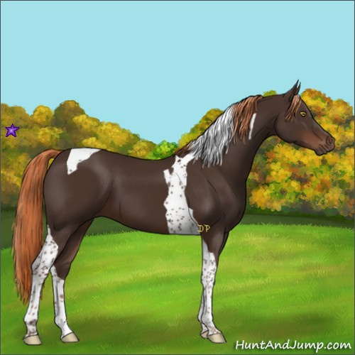 Horse Color:Liver Chestnut Tobiano