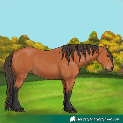 Horse Color:Bay 