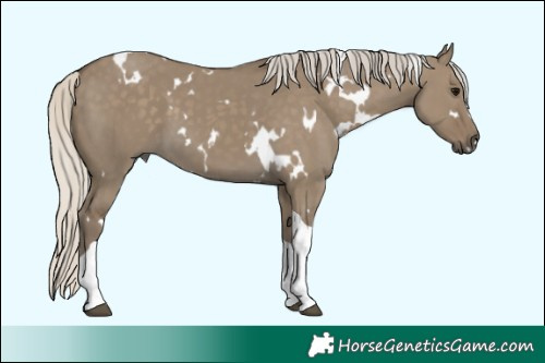 Horse Color:White Spotted Silver Smoky Grullo Tobiano