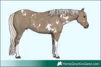 Horse Color:White Spotted Silver Smoky Grullo Tobiano