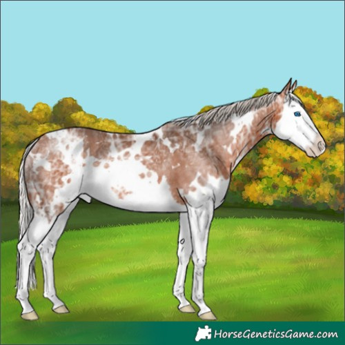 Horse Color:White Spotted Silver Bay Ice Splash Rabicano 