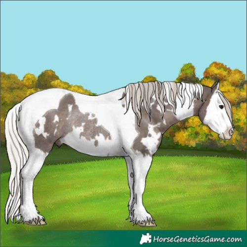 Horse Color:White Spotted Silver Black Splash Tobiano Rabicano 