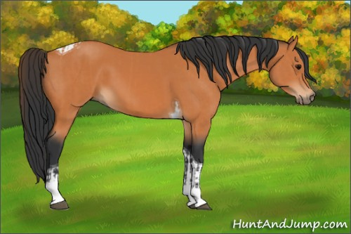 Horse Color:Bay Tobiano  and Bay Tobiano 