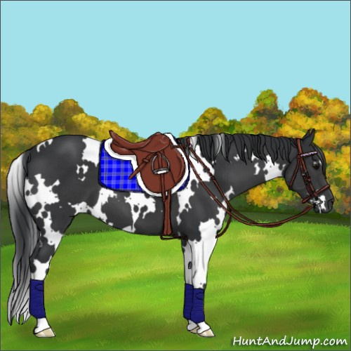 Horse Color:White Spotted Black 
