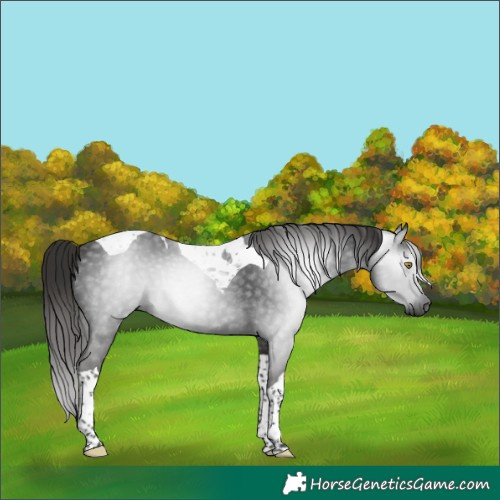 Horse Color:Gray Liver Chestnut Tobiano