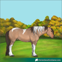 Horse Color:Bay Dun Tobiano 