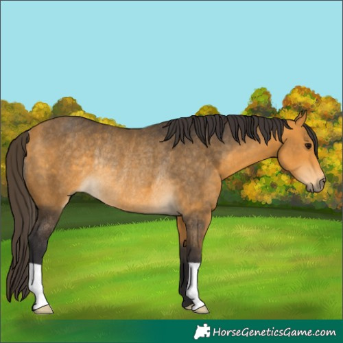 Horse Color:Buckskin Rabicano 
