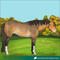 Horse Color:Buckskin Rabicano 
