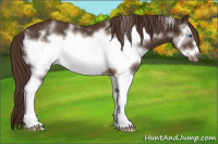 Horse Color:White Spotted Liver Chestnut Frame