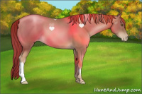 Horse Color:Liver Chestnut Pearl 