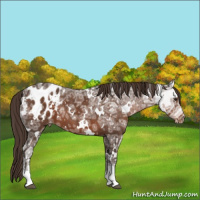 Horse Color:White Spotted Liver Chestnut Ice Sabino Appaloosa