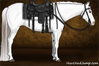 Horse Color:White Spotted Grullo Appaloosa 