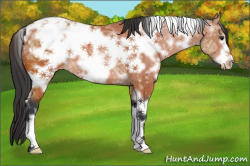 Horse Color:White Spotted Bay Ice Frame Appaloosa Rabicano 