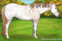 Horse Color:Gold Champagne Ice Roan Onyx Tobiano Appaloosa 