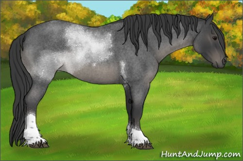 Horse Color:Blue Roan Tobiano 