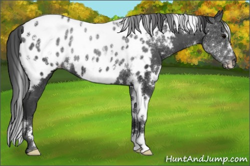 Horse Color:White Spotted Black Blanket