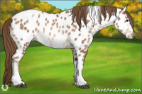 Horse Color:Brown Pearl Tobiano Appaloosa