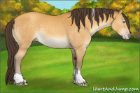 Horse Color:Amber Cream Champagne Sabino Tobiano