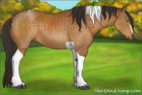 Horse Color:Buckskin Sabino Tobiano