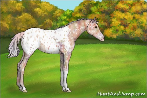 Horse Color:Nacre Silver Bay Ice Appaloosa Rabicano 