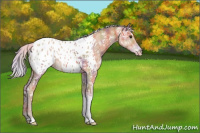 Horse Color:Nacre Silver Bay Ice Appaloosa Rabicano