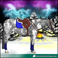 Horse Color:White Spotted Black Ice Rabicano