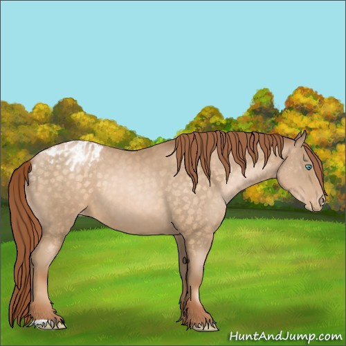 Horse Color:Buckskin Pearl Appaloosa 