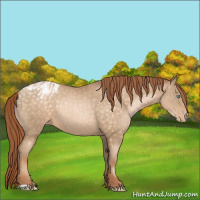 Horse Color:Buckskin Pearl Appaloosa