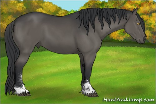Horse Color:Black Sabino 