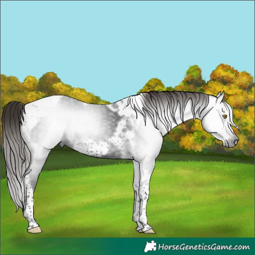 Horse Color:Gray Liver Chestnut Tobiano Frame