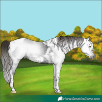 Horse Color:Gray Liver Chestnut Tobiano Frame