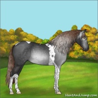Horse Color:Gray Liver Chestnut Tobiano 